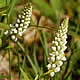 [photo of Senca Snakeroot]