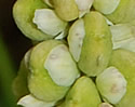 [photo of fruit]