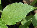 [photo of leaves]