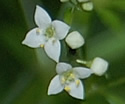 [photo of flowers]