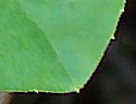[photo of leaves]