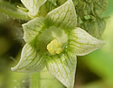 [photo of male flowers]