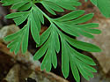 [photo of leaves]