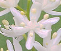 [photo of flowers]