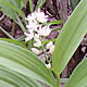[photo of Starry Solomon