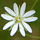 [photo of Lesser Stitchwort]