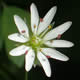 [photo of Long-stalk Starwort]