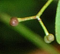 [photo of fruit]