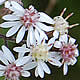 [photo of Calico Aster]