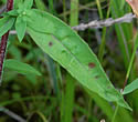 [photo of leaves]