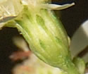 [photo of bracts (phyllaries)]