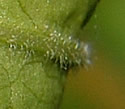 [photo of hairs on leaf midvein]