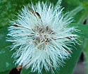 [photo of fruit]