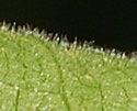 [photo of leaf hairs]
