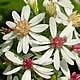 [photo of White Arrowleaf Aster]