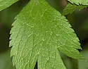 [photo of leaves]