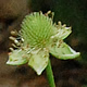 [photo of Tall Thimbleweed]