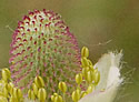 [photo of flowers]