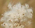 [photo of fruit]