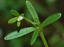 [photo of upper leaves]