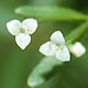 [photo of Three-petal Bedstraw]