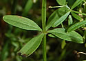 [photo of lower leaves]