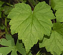 [photo of basal leaves]