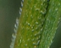 [photo of leaves]