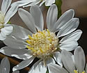 [photo of flowers]