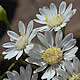 [photo of Upland White Goldenrod]