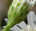 [photo of bracts]