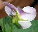 [photo of sepals and purple-tinged petals]