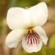 [photo of Sweet White Violet]