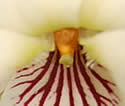 [photo of flower]