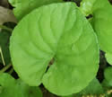 [photo of leaves]