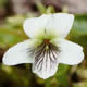 [photo of Northern White Violet]