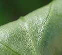 [photo of leaf surfaces]