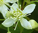 [photo of male flowers]