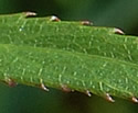[photo of leaves]
