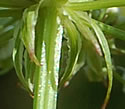 [photo of bracts]
