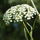 [photo of Water Parsnip]