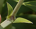[photo of leaves]