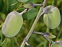 [photo of fruit]