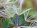 [photo of fruit]