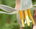 [photo of flowers]