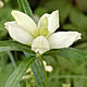 [photo of White Turtlehead]