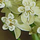 [photo of Whorled Milkweed]
