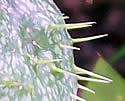 [photo of fruit]