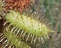 [photo of fruit]