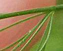 [photo of leaves]